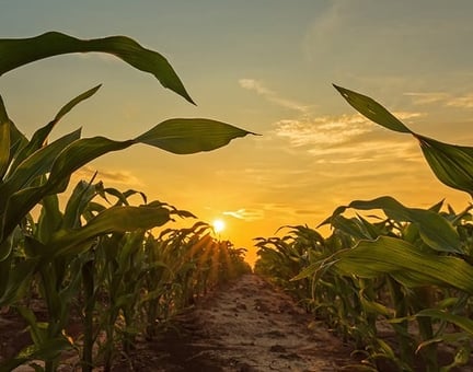 LRQA Mais fields sustainability 532 x 421.jpg